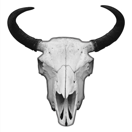 Black And White Bison Skull Wall Art